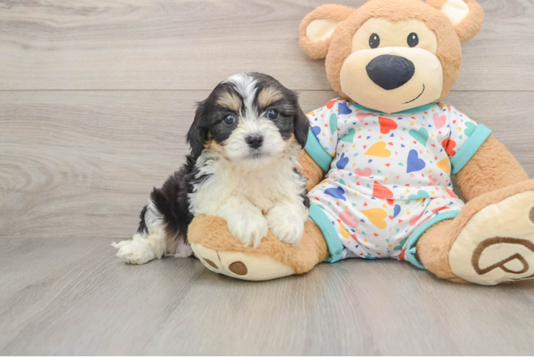 Best Cavachon Baby