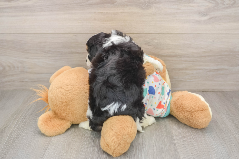 Cute Cavachon Baby