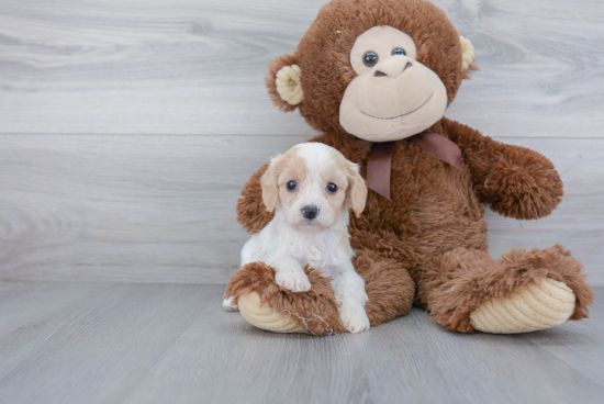 Adorable Cavalier Designer Puppy