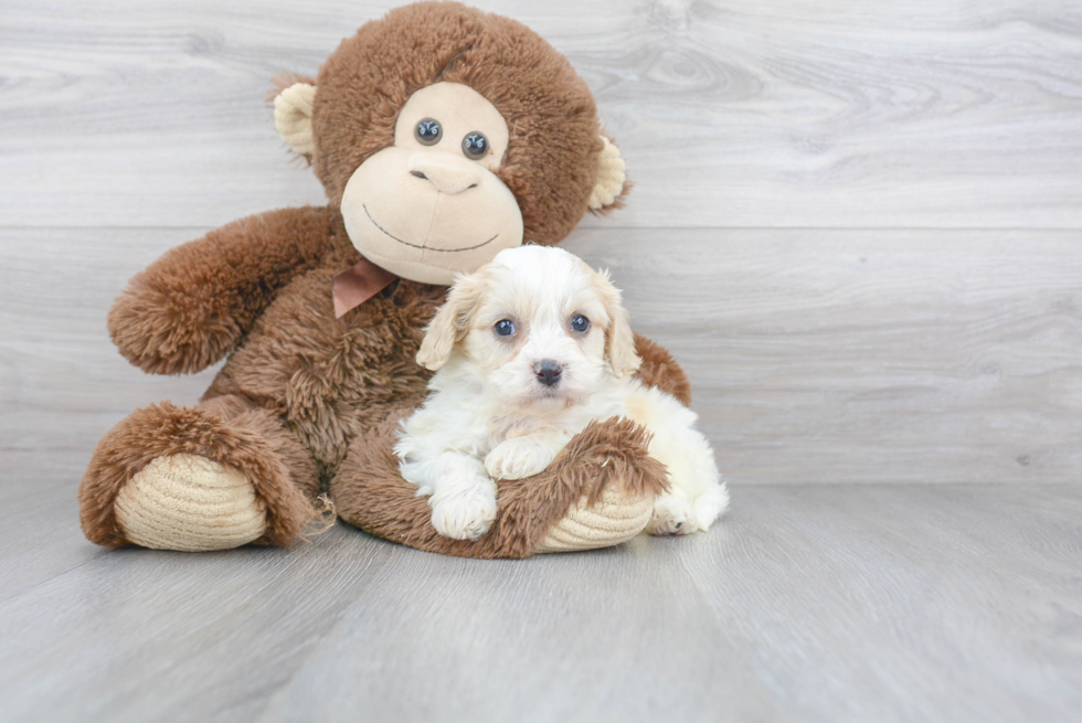 Cavachon Puppy for Adoption