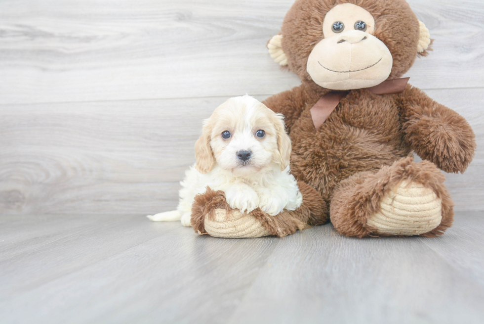 Best Cavachon Baby