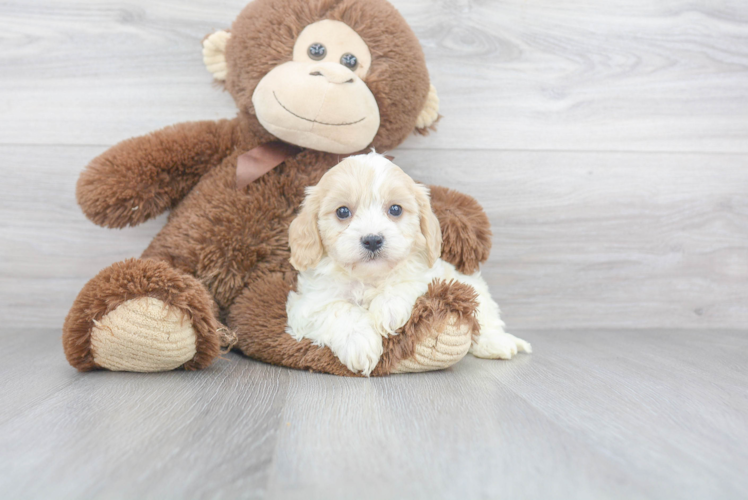 Popular Cavachon Designer Pup