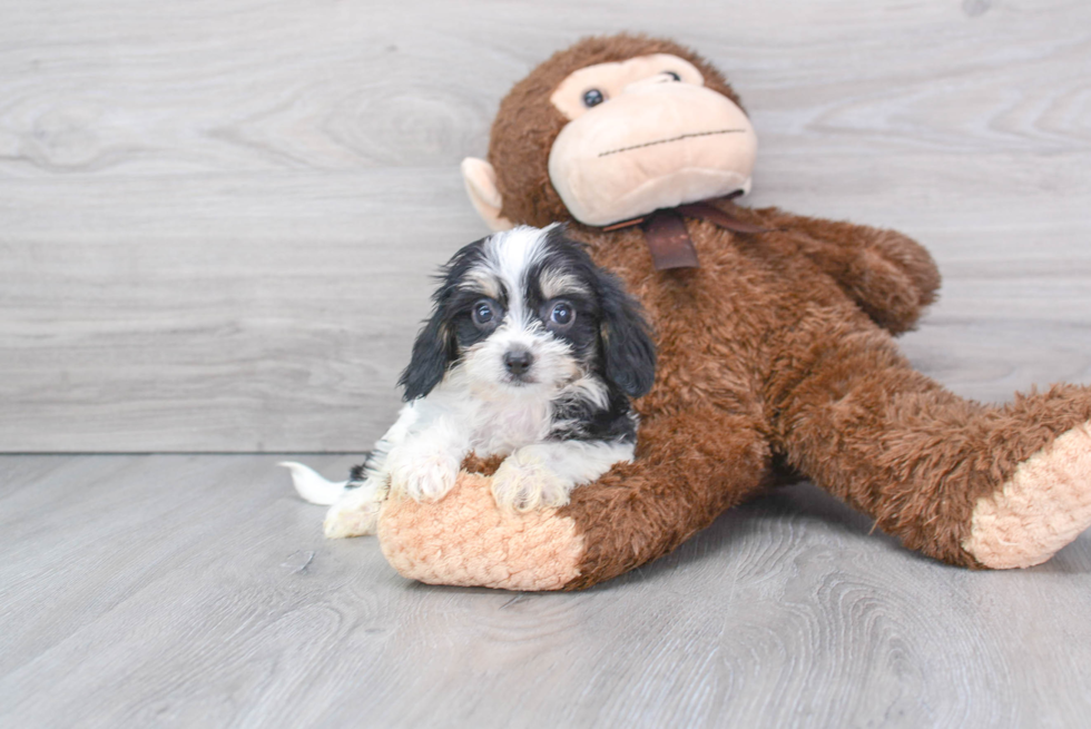 Energetic Cavalier Designer Puppy