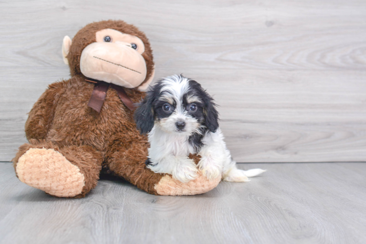Cavachon Puppy for Adoption