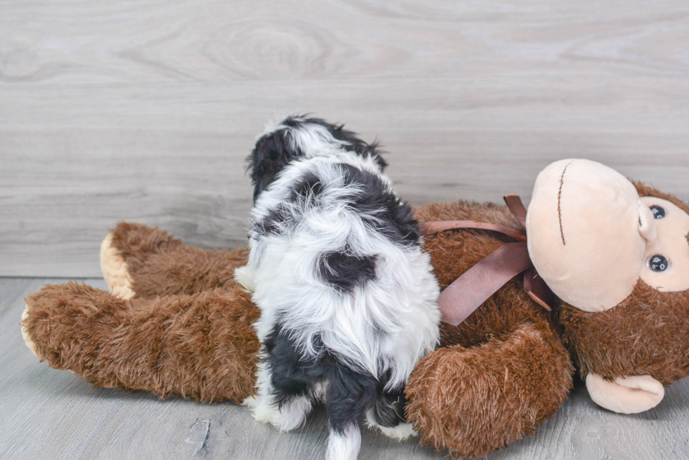 Best Cavachon Baby
