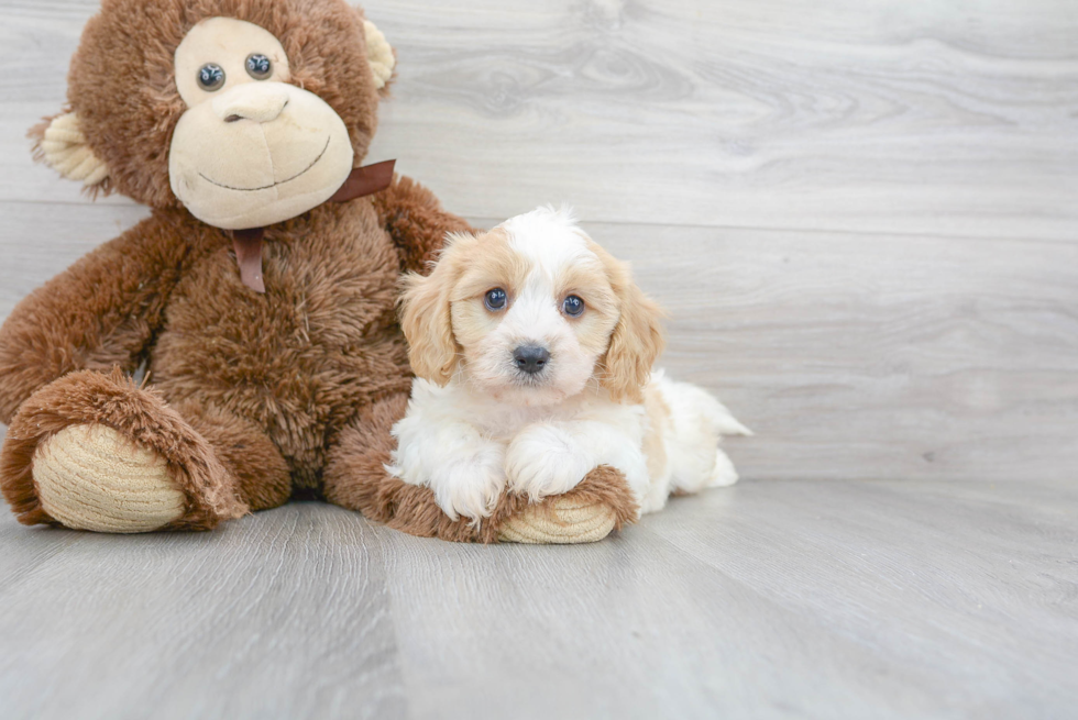 Fluffy Cavachon Designer Pup