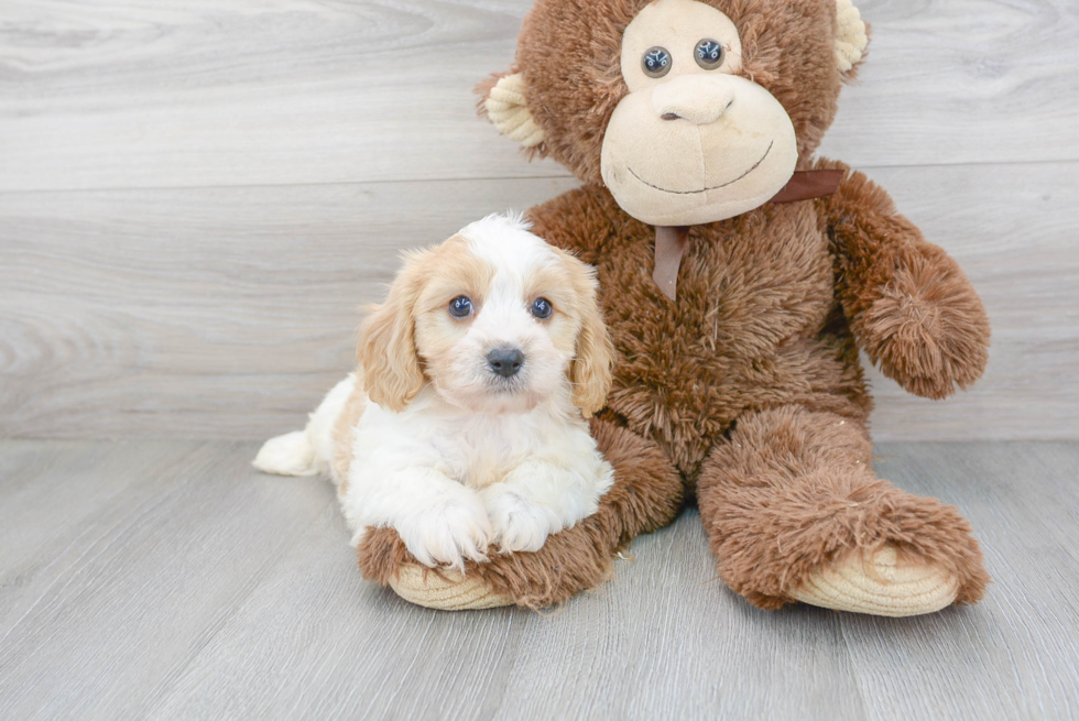 Cavachon Puppy for Adoption