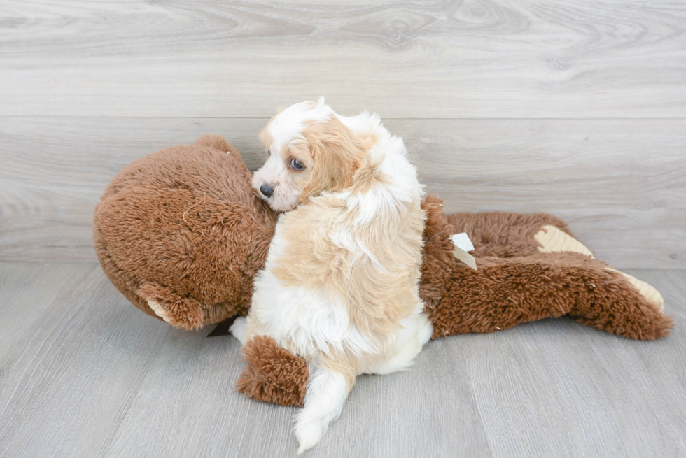 Fluffy Cavachon Designer Pup