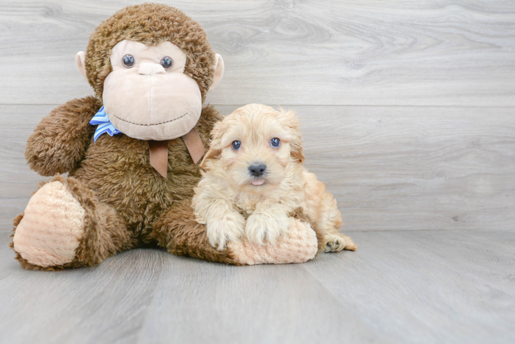 Cute Cavachon Baby