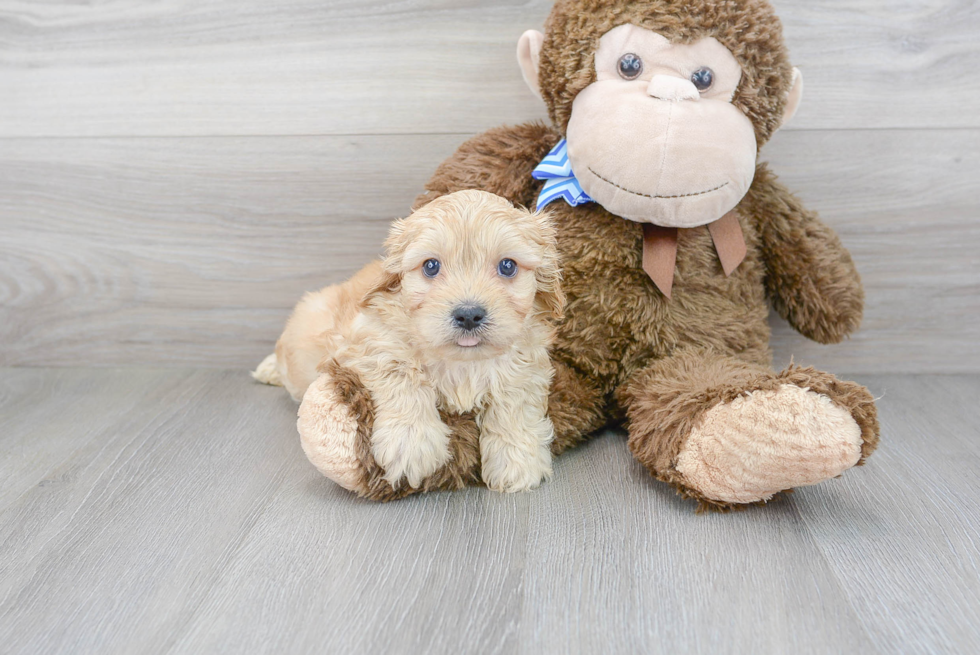 Cavachon Puppy for Adoption