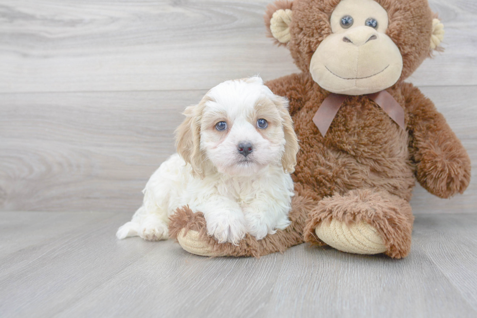 Cute Cavalier Designer Puppy