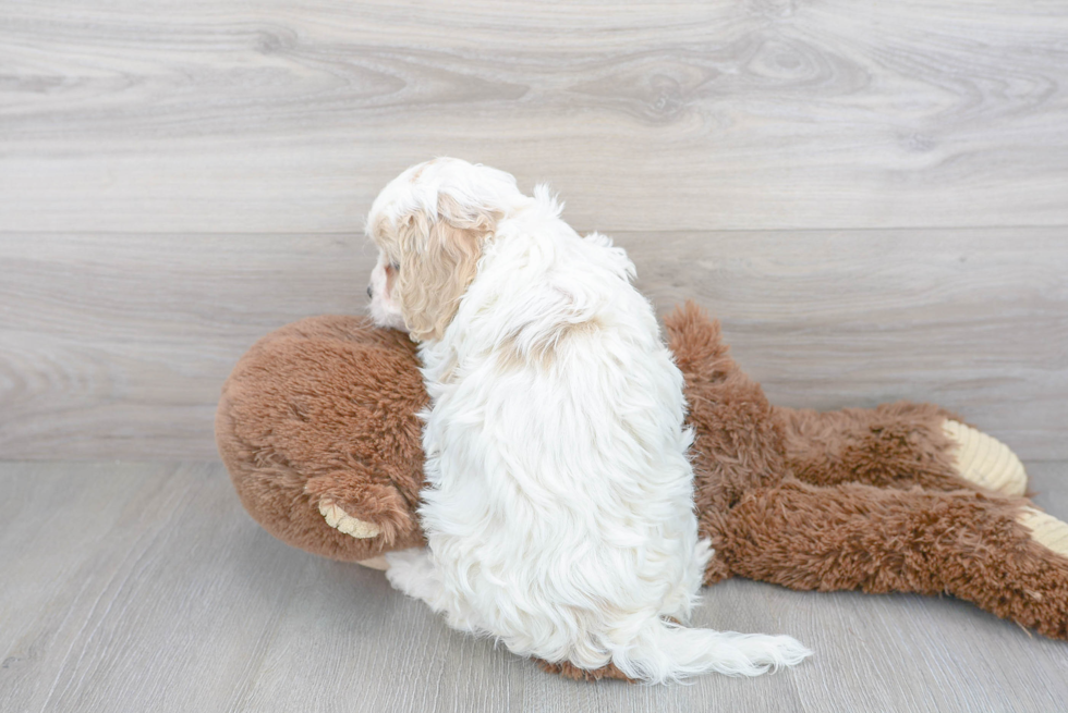 Cute Cavachon Designer Pup