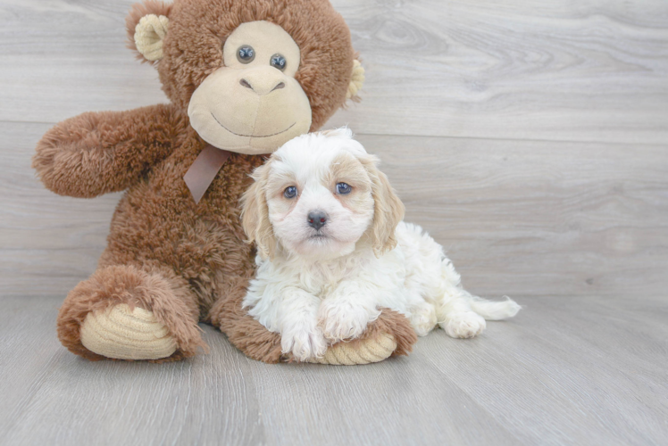Cute Cavalier Designer Puppy