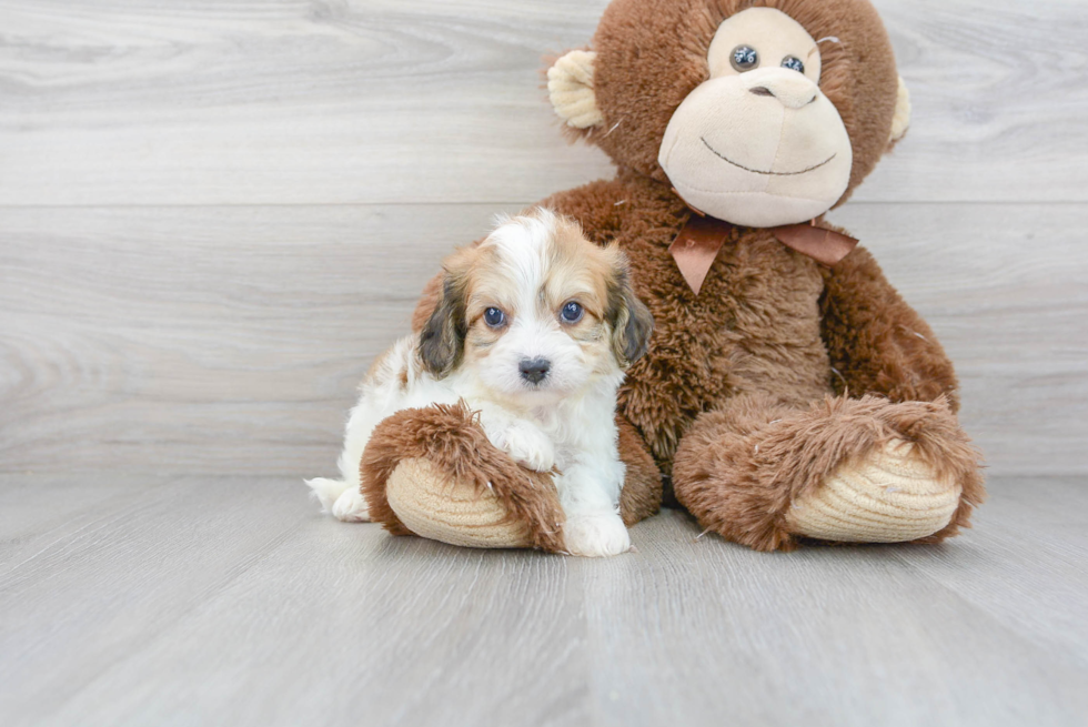 Adorable Cavalier Designer Puppy