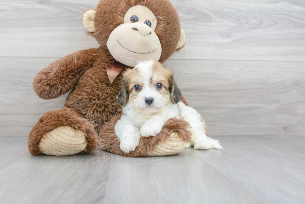 Cavachon Pup Being Cute