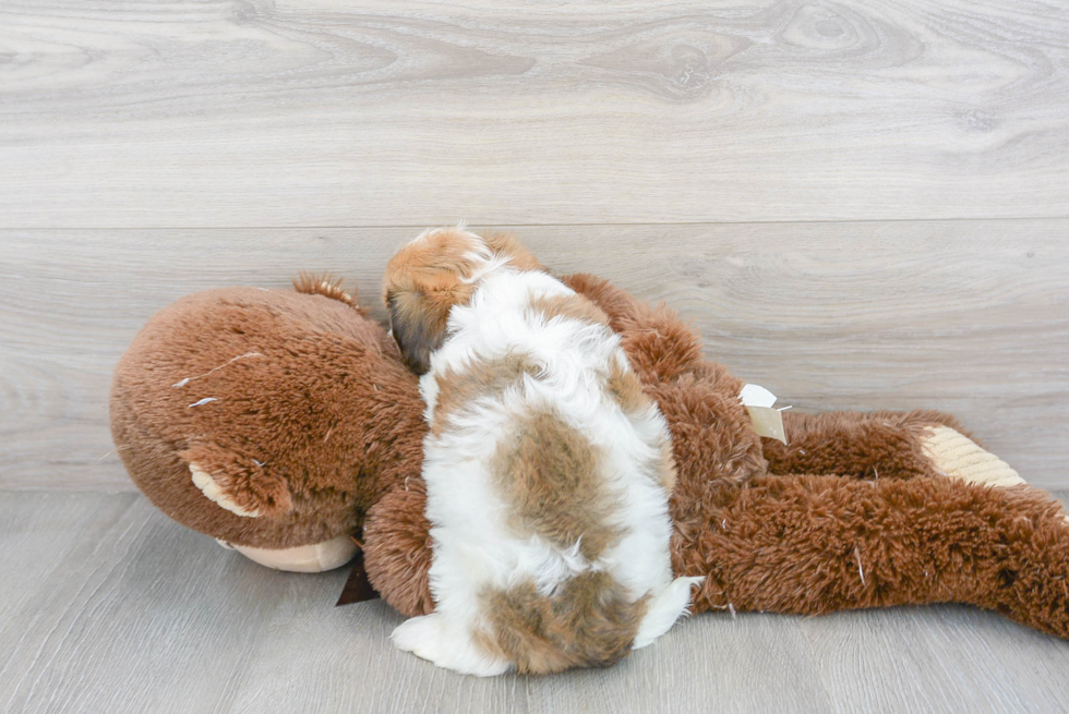 Cavachon Pup Being Cute