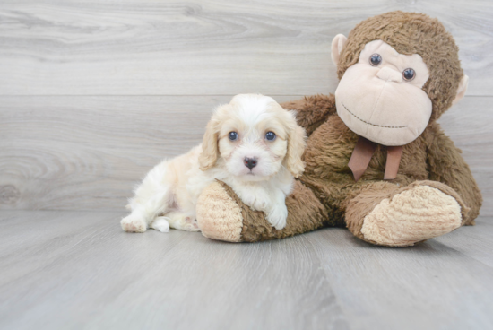 Cavachon Puppy for Adoption