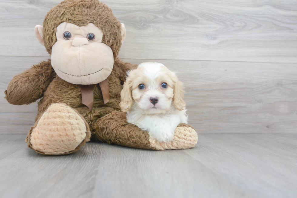 Small Cavachon Baby