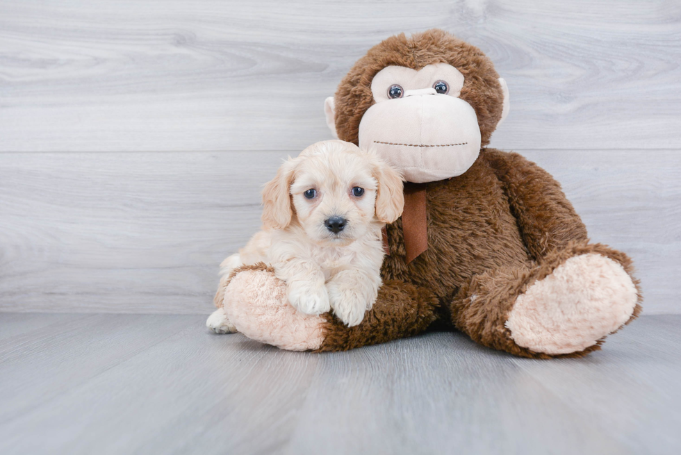 Cavachon Pup Being Cute