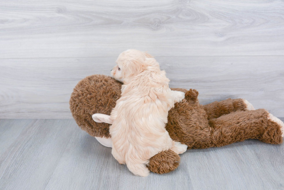 Cavachon Pup Being Cute