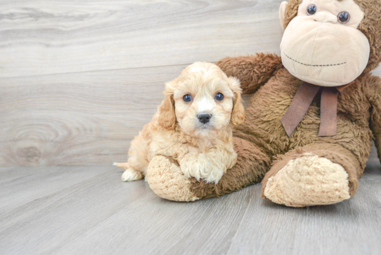 Sweet Cavachon Baby