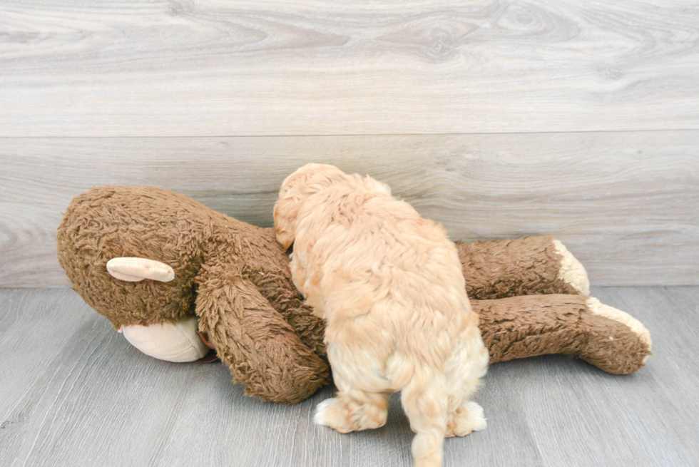 Sweet Cavachon Baby