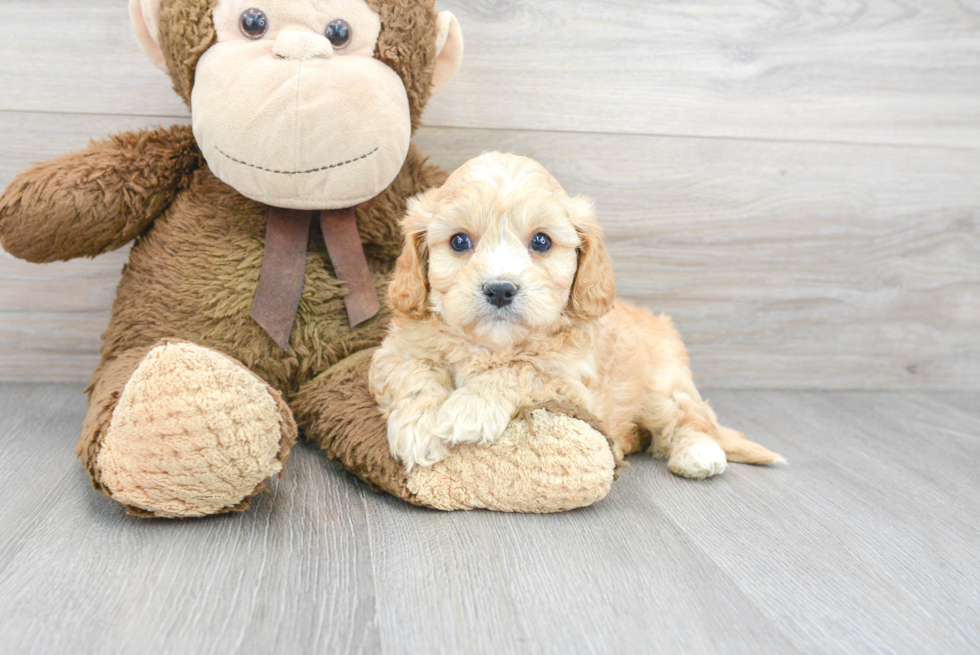 Cavachon Pup Being Cute