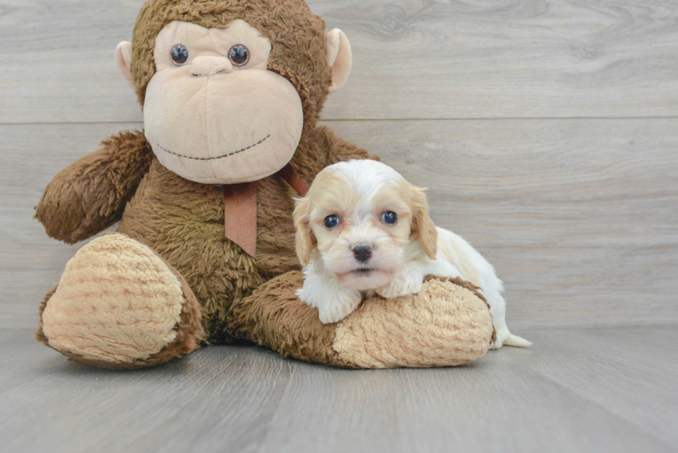 Best Cavachon Baby