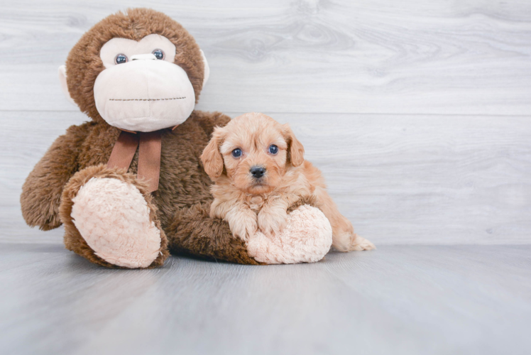 Friendly Cavachon Baby