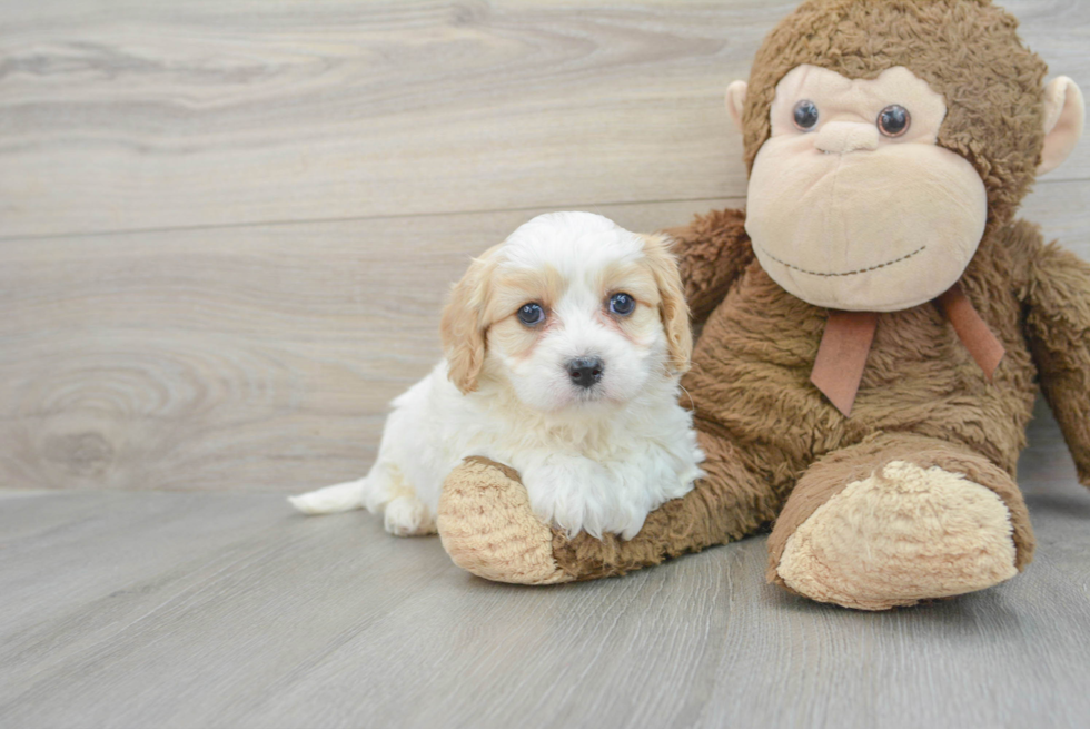 Best Cavachon Baby