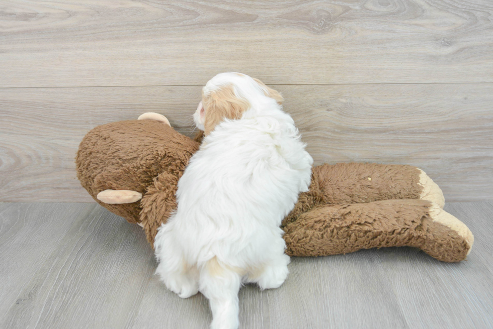 Popular Cavachon Designer Pup