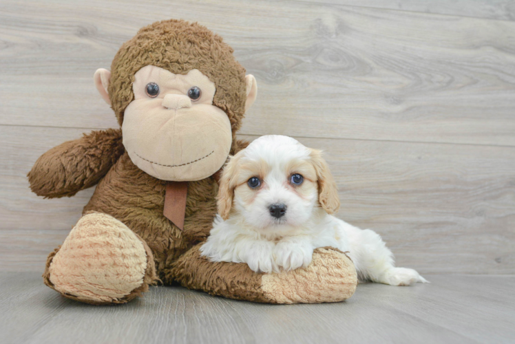 Small Cavachon Baby