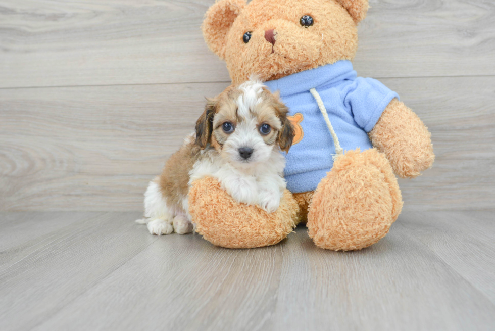 Popular Cavachon Designer Pup