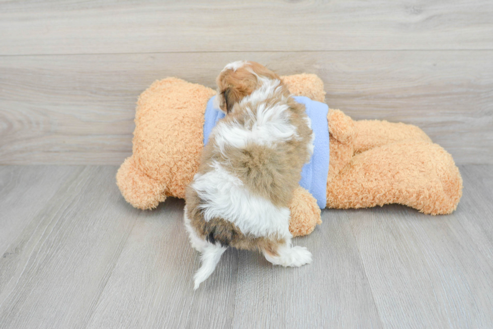 Cavachon Pup Being Cute