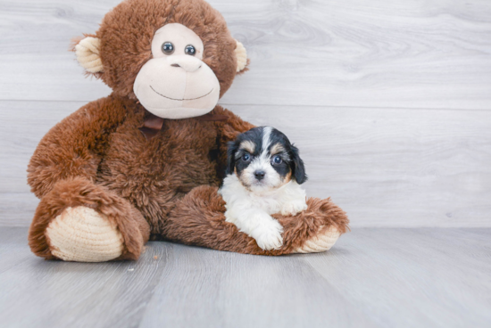 Sweet Cavachon Baby