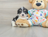 5 week old Cavachon Puppy For Sale - Premier Pups