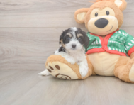 5 week old Cavachon Puppy For Sale - Premier Pups