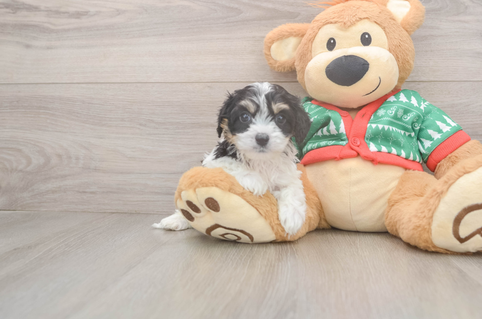 6 week old Cavachon Puppy For Sale - Premier Pups