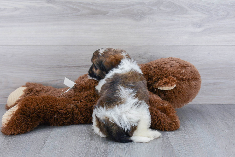 Cavachon Pup Being Cute