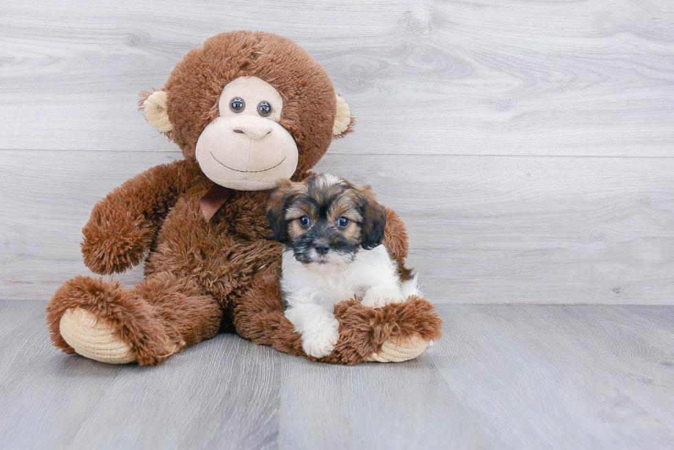 Cavachon Puppy for Adoption