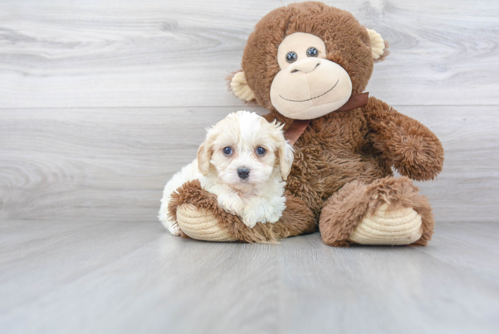 Cavachon Pup Being Cute