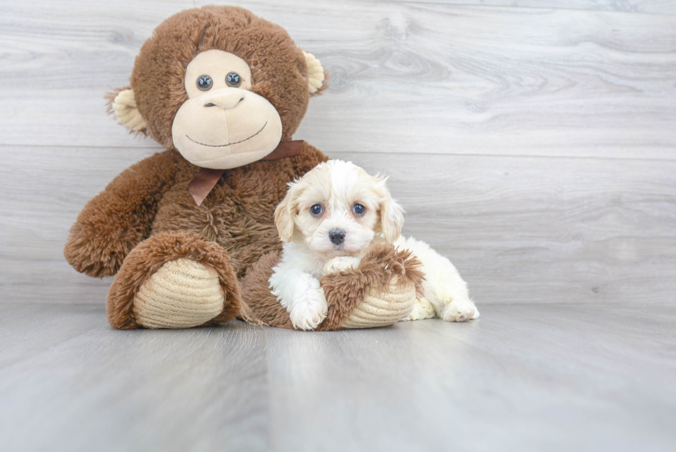 Funny Cavachon Designer Pup