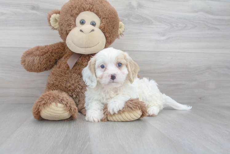Best Cavachon Baby