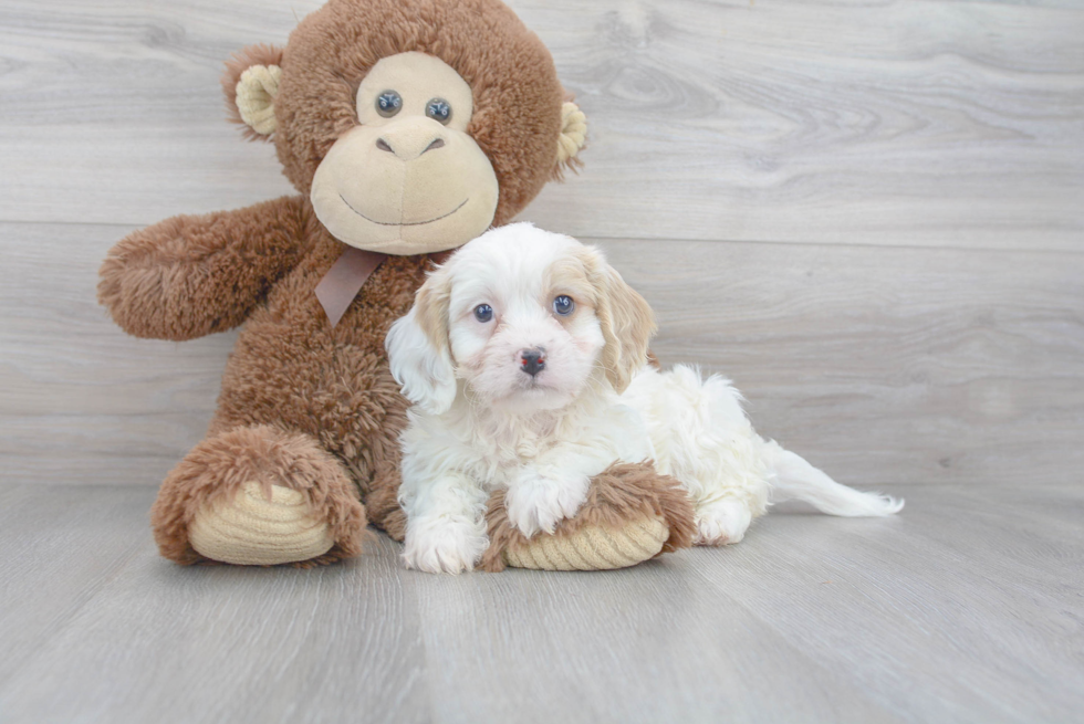Best Cavachon Baby