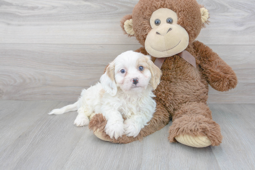 Cute Cavachon Baby