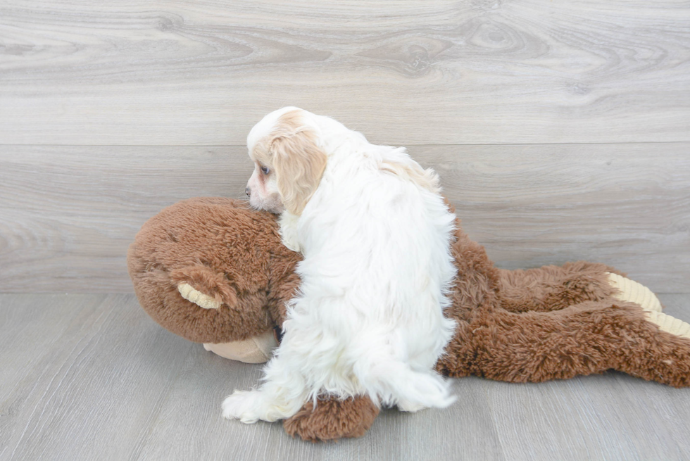 Sweet Cavachon Baby