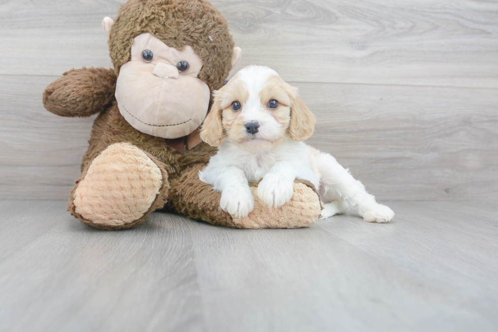 Sweet Cavachon Baby