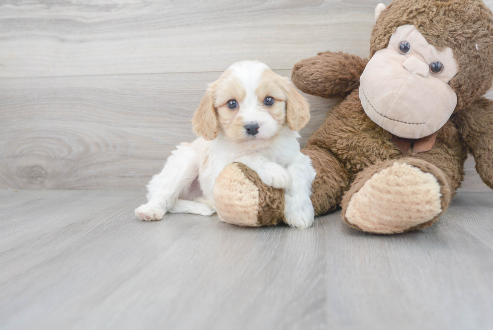 Cavachon Pup Being Cute