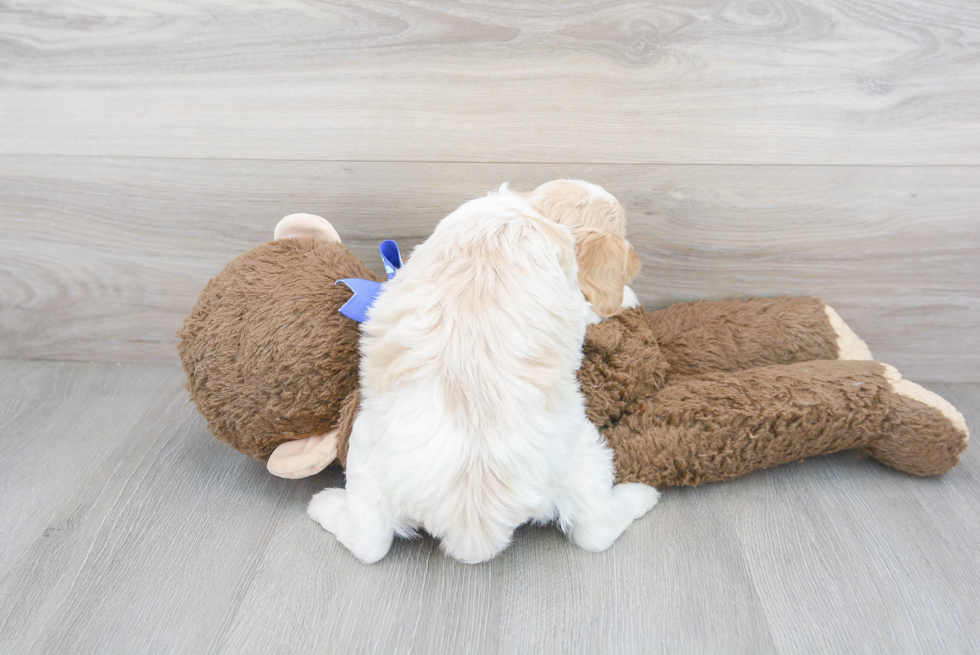 Friendly Cavachon Baby