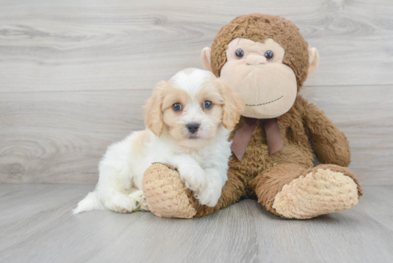 Small Cavachon Baby